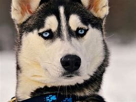 Image result for huskies dogs black and white