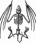Image result for Vampire Bat Skeleton