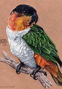Image result for Beautiful Bird Drawings