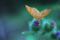Image result for Lavender Butterflies Wallpaper