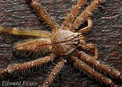 Image result for Adult Huntsman Spider