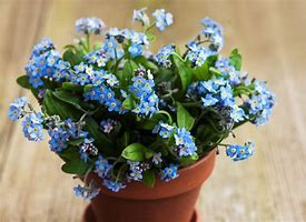 Image result for Forget Me Not in Round Pots