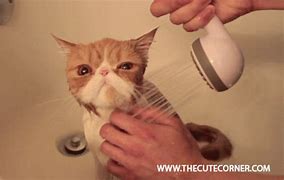 Image result for Funny Cat Shower