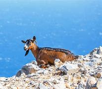 Image result for Crete Goats