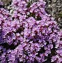 Image result for Thymus praecox Pseudolanuginosus