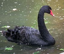 Image result for Cisne Negro