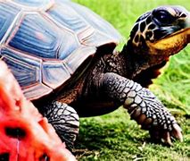 Image result for Tortoise Eating Watermelon