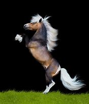 Image result for Paint Horse Rearing