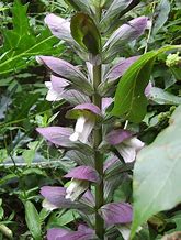 Image result for Acanthus mollis