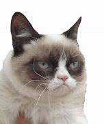 Image result for Cute Animal Memes Grumpy Cat