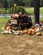 Image result for Great Pumpkin Patch
