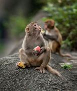 Image result for Monkey Eating Fruit