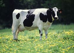 Image result for Cow Capitalist