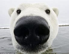 Image result for Bear with Nose On Camera Meme