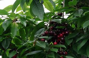 Image result for Prunus avium Merchant