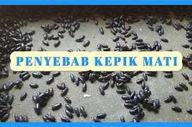Image result for Kepik Polong