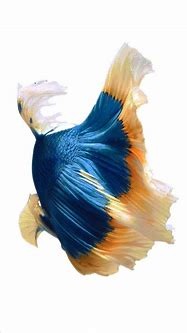 Image result for iPhone 6 Wallpaper Fish