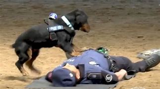 Image result for Cop CPR On Dog