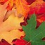 Image result for Beautiful Fall iPhone Wallpaper