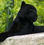 Image result for Angry Black Panther