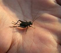 Image result for Field Cricket