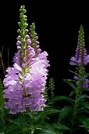 Image result for Physostegia virginiana Red Beauty