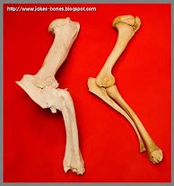 Image result for White Tail Deer Bone
