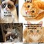 Image result for Scary Cute Cat Memes Clean