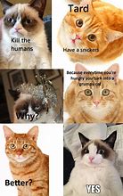 Image result for Tard Grumpy Cat Meme