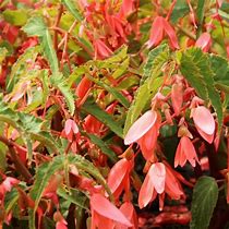 Image result for Begonia Bertinii boliviensis San Francisco