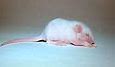Image result for Fuzzy Mouse