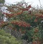 Image result for Cotoneaster hor. Variegatus