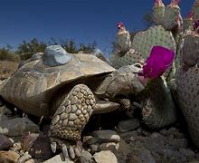 Image result for Mojave Desert Wildlife