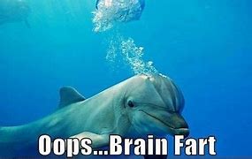 Image result for How It Feels to Dolphin Meme