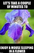 Image result for Purple Flower Meme
