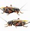 Image result for House Cricket Bug