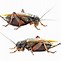 Image result for Cricket Bug Images