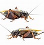 Image result for Cricket Night Animal Chirp Image