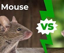 Image result for Mouse vs Rat Intelligence