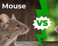 Image result for Rats vs Mice Differences