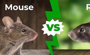 Image result for What Is the Difference Between Rats and Mice