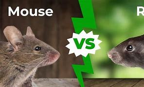 Image result for Large Mouse vs Rat