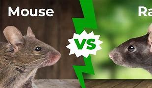 Image result for Differnce Between a Mouse and a Rat