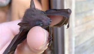 Image result for Wagogus the Baby Fruit Bat