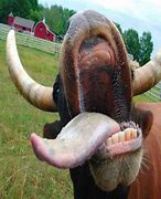 Image result for Crazy Animal Pictures