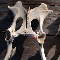 Image result for Deer Bone On Swamp