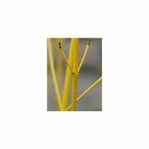 Image result for Cornus sericea Budds Yellow