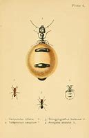 Image result for Honey Pot Ant Drawing