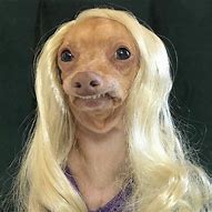 Image result for Dog Wig Meme