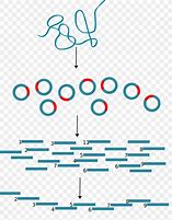 Image result for DNA Cloning Clip Art